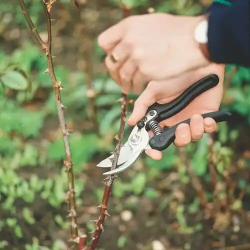 tree services Security-Widefield